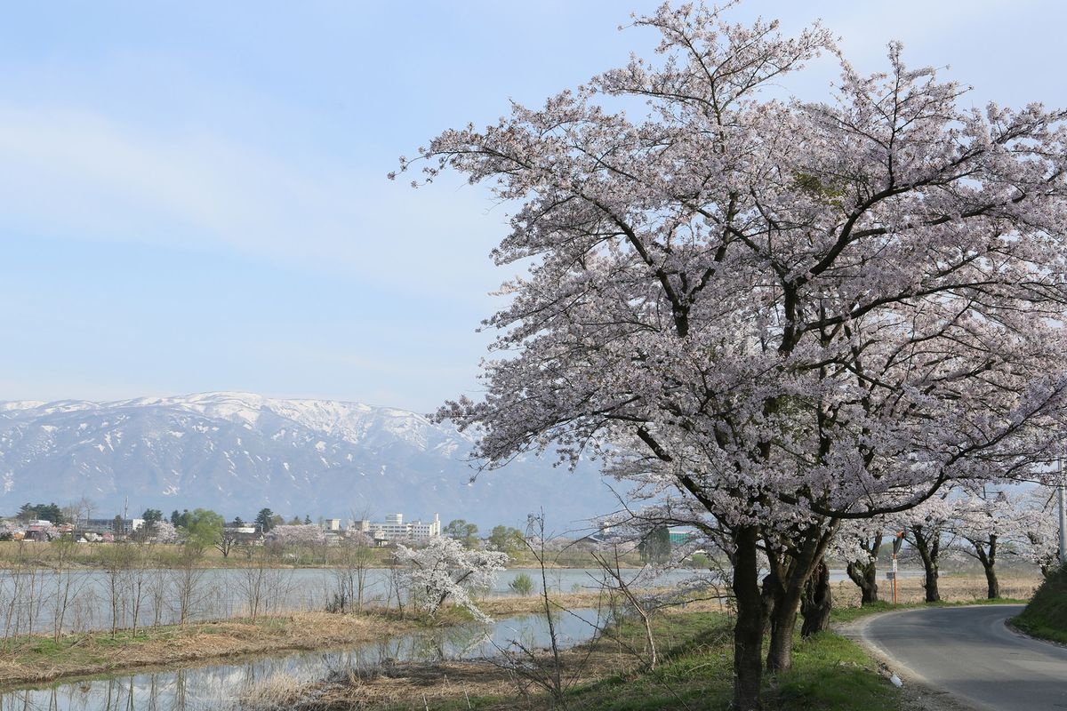 Mogami River Bank Thousand Cherry Blossoms