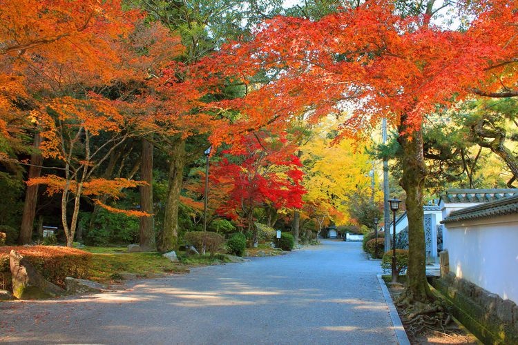 Momijidani Park 2