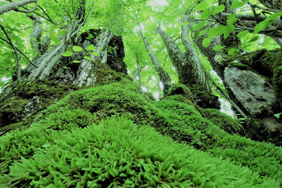Mori no Kamisama (El Dios del Bosque)