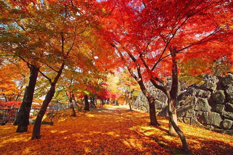盛岡城跡公園(岩手公園)