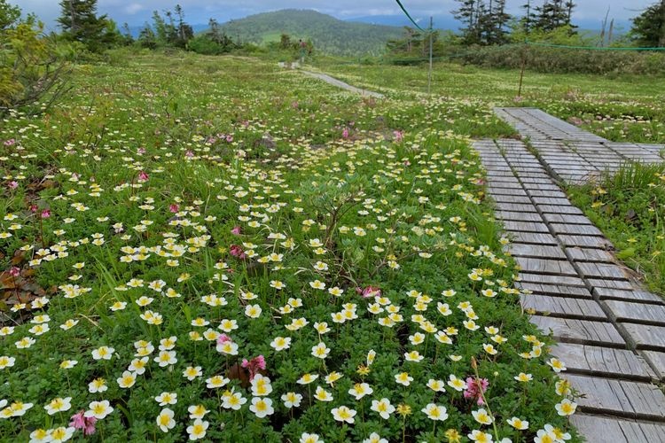 Monte Moriyoshi