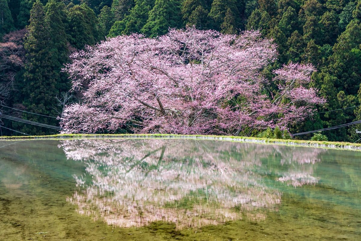 Morokino no Sakura