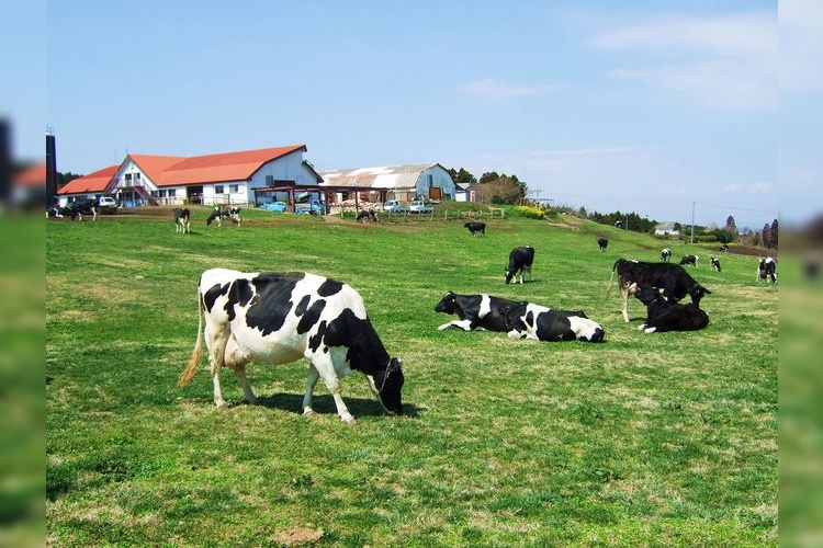 Mother Farm 2