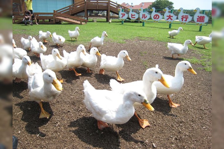 Mother Farm 4