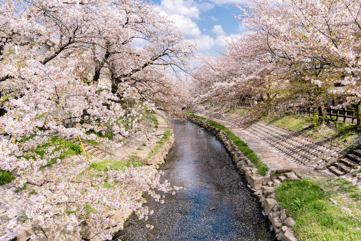 Moto Arakawa Cherry Blossom Trees