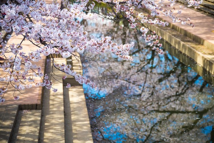 Moto Arakawa Cherry Blossom Trees