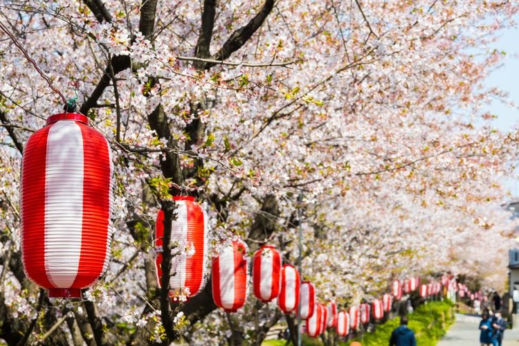 Moto Arakawa Cherry Blossom Trees 2
