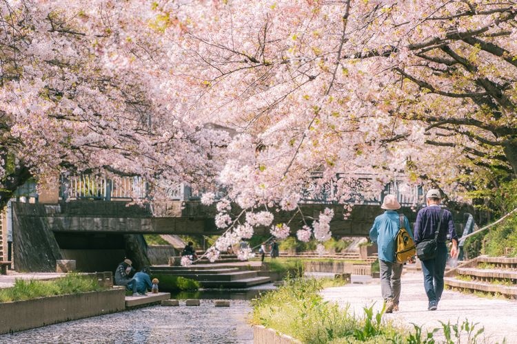 Moto Arakawa Cherry Blossom Trees 3