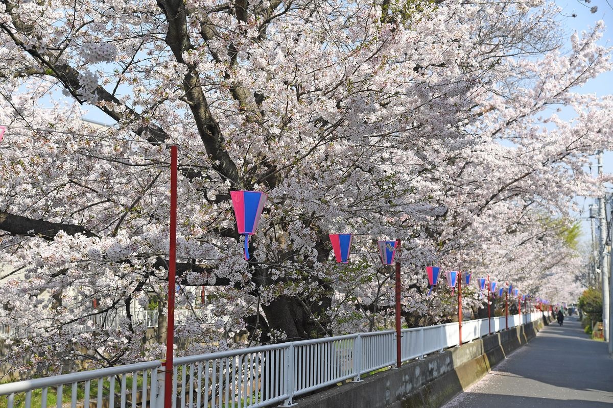 Cerisiers du Shibukawa à Motosumiyoshi