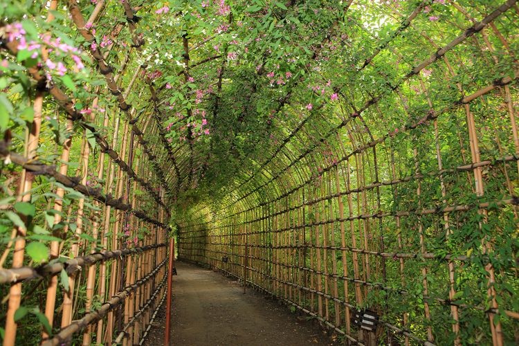 向岛百花园 2