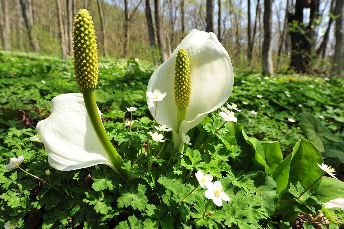Mure Suibashoen (Mure Skunk Cabbage Garden)