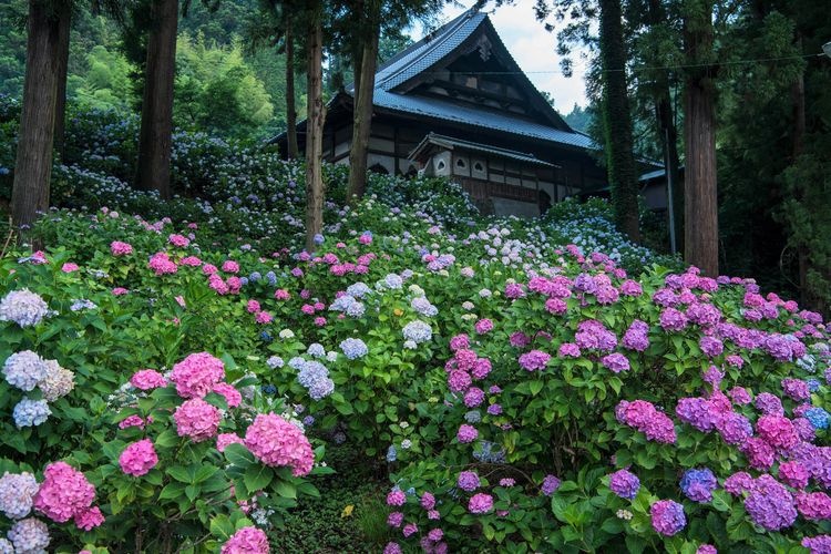 妙法寺 2