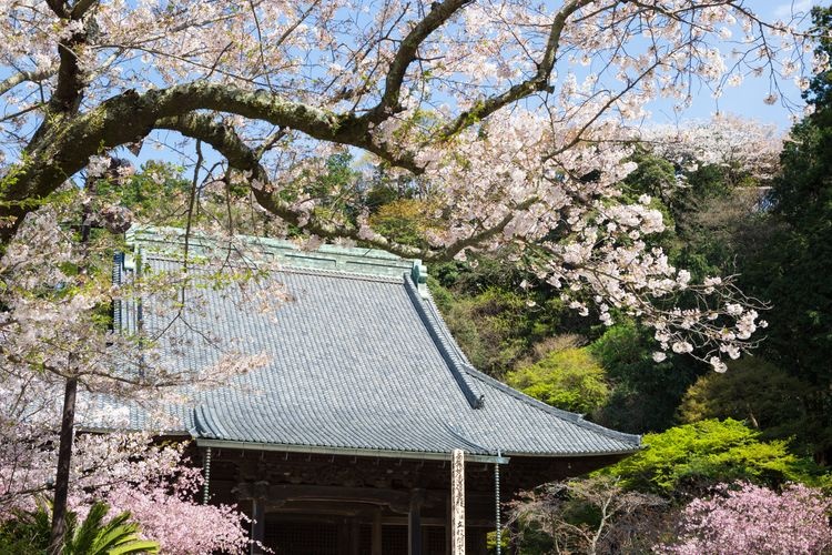 妙本寺 (Myohon-ji) 3