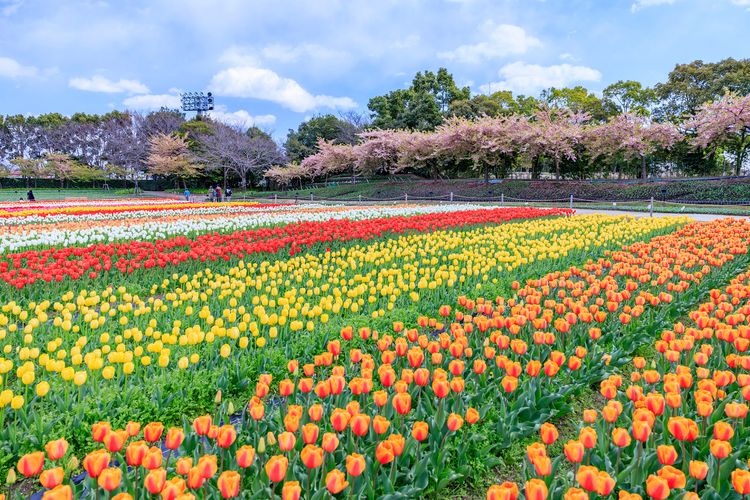 Nabana no Sato 3