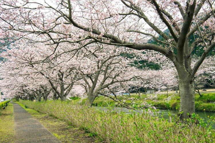 Nagagawazutsumi 3