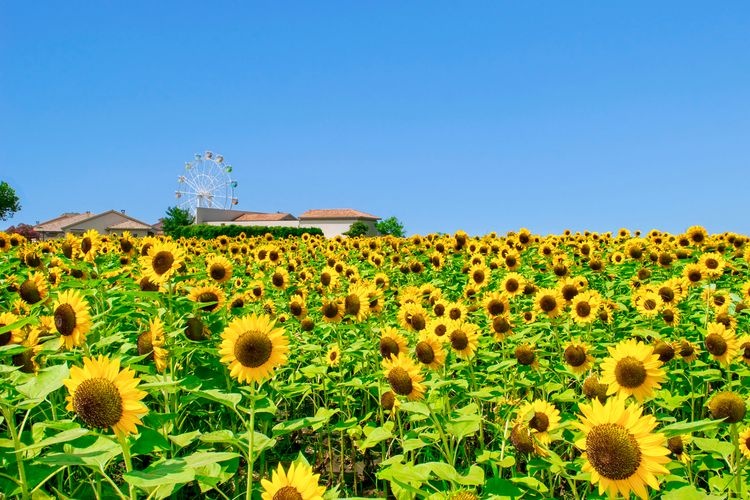 長井海の手公園 Soleil du Soleil (長井海の手公園ソレイユの丘) 3