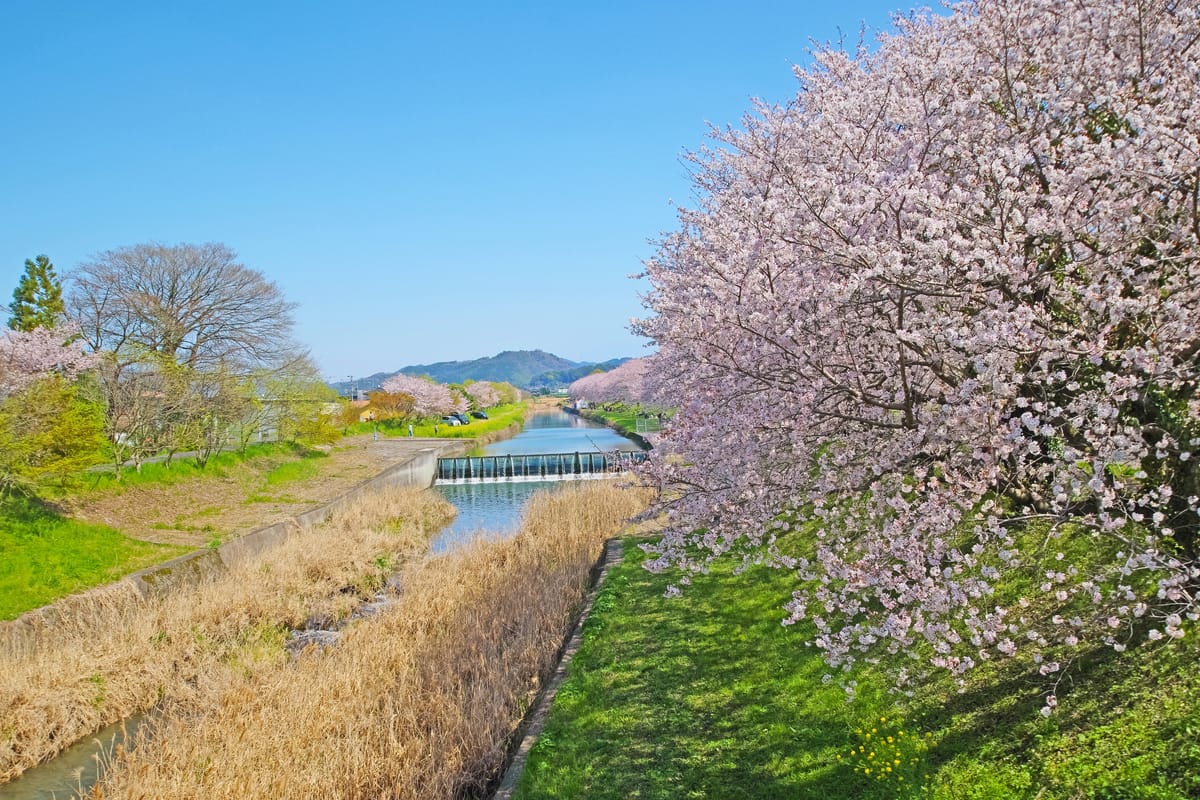Nagaregawa Cherry Blossom Trees