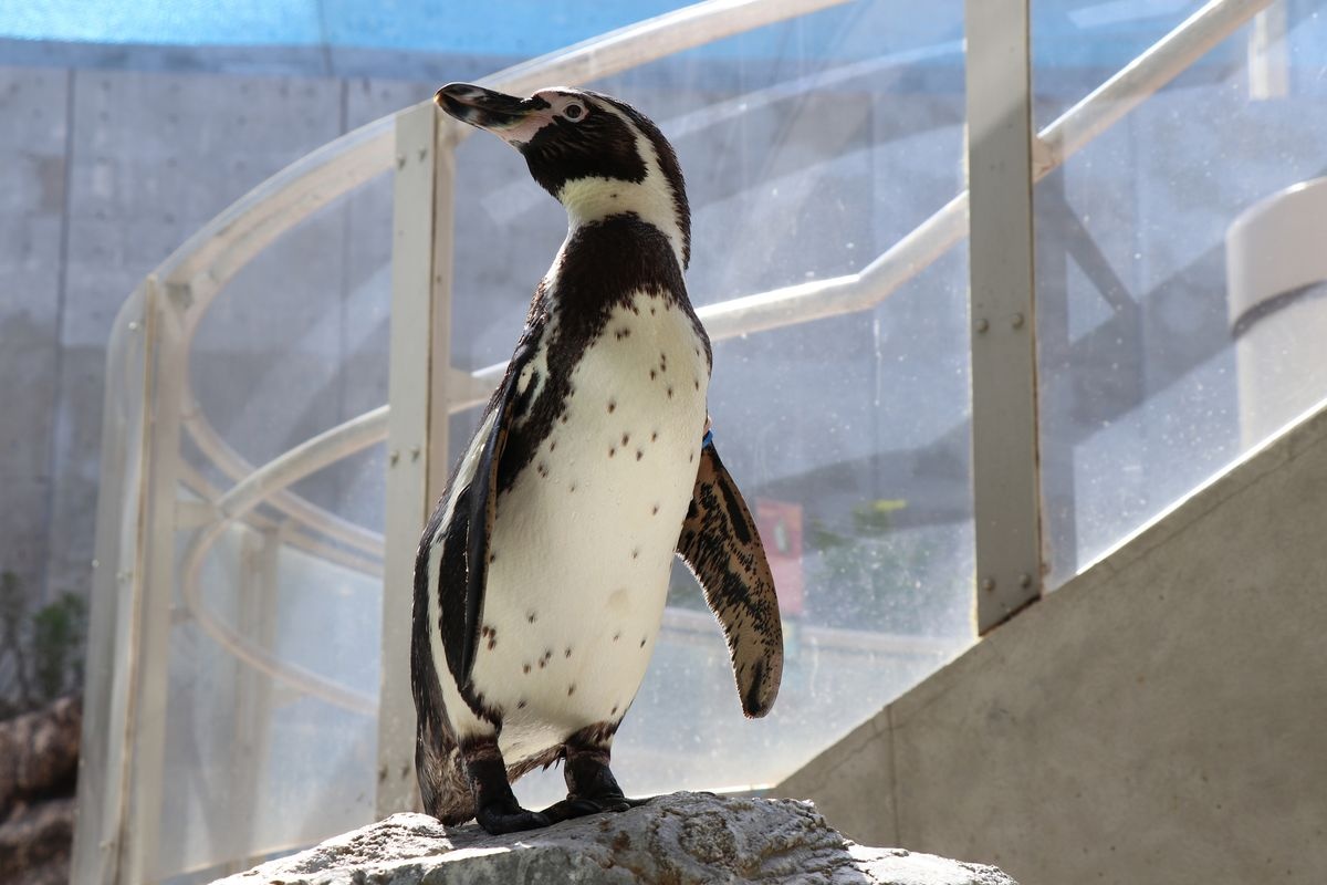 長崎ペンギン水族館