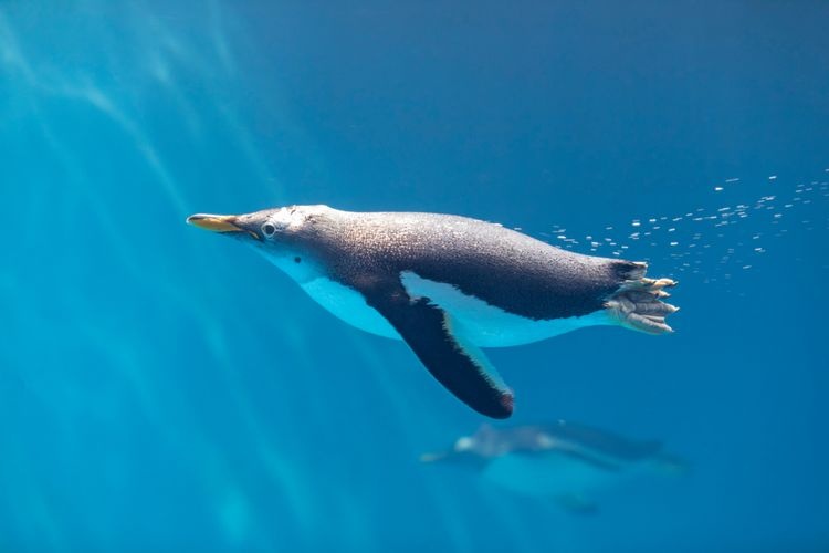 長崎ペンギン水族館