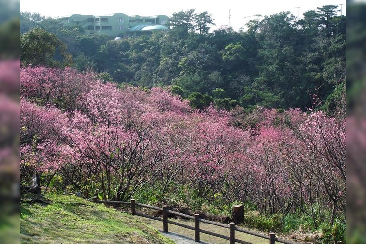 名護城公園（名護中央公園） 3