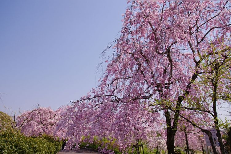 Nagoya Higashiyama Fruit Park