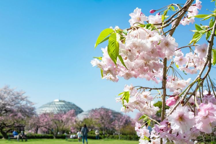 Nagoya Higashiyama Fruit Park 3