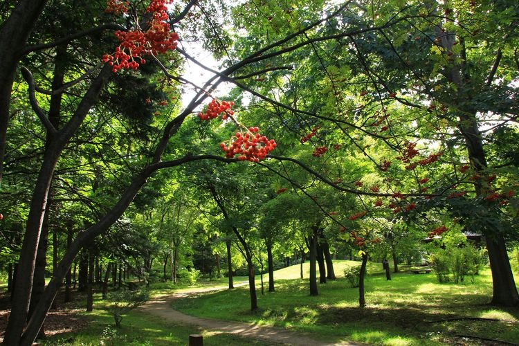 Taman Nakajima (Nakajima Park) 2