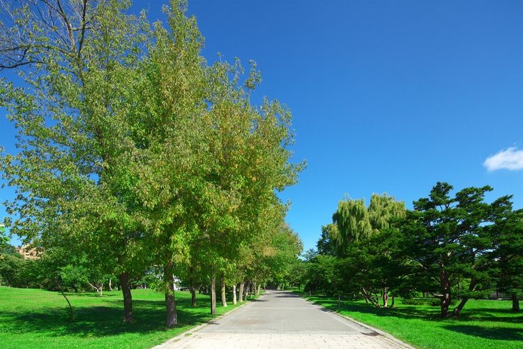 Taman Nakajima (Nakajima Park) 4