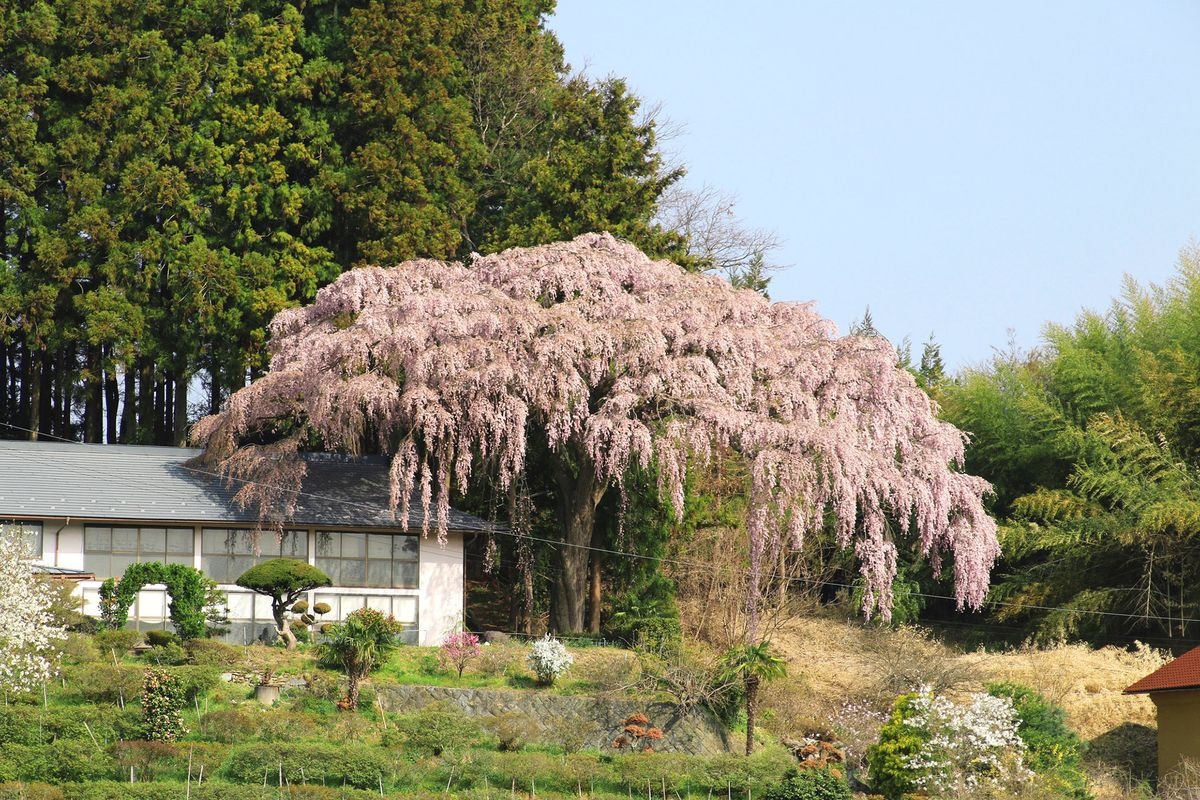 仲森の紅しだれ桜