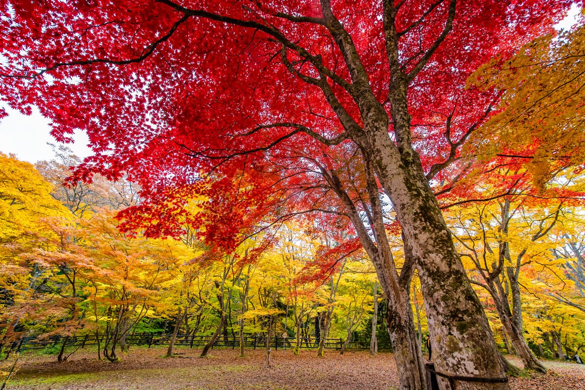Nakano Momiji-yama (Nakano-jinja)