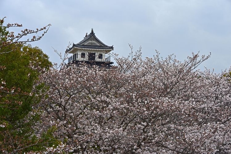 中津城(奥平家歴史資料館)