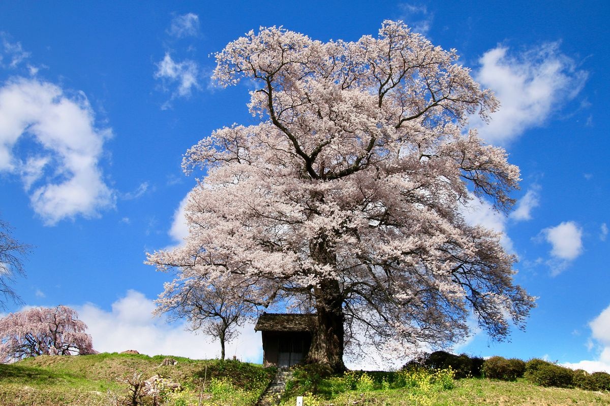 ต้นซากุระนัตสึคุซะโนะเท็นจิน (Nanakusaki no Tenjin Sakura)