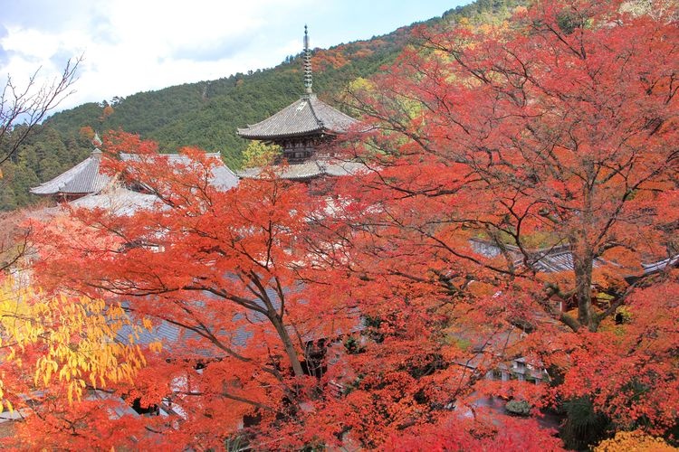 Nanfokeji (Tsubosaka-dera) 6