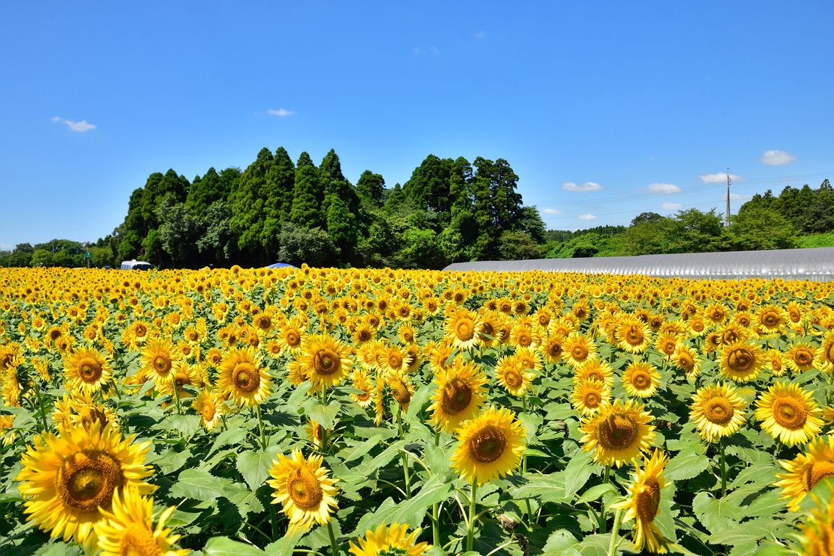Narita Yume Bokujo