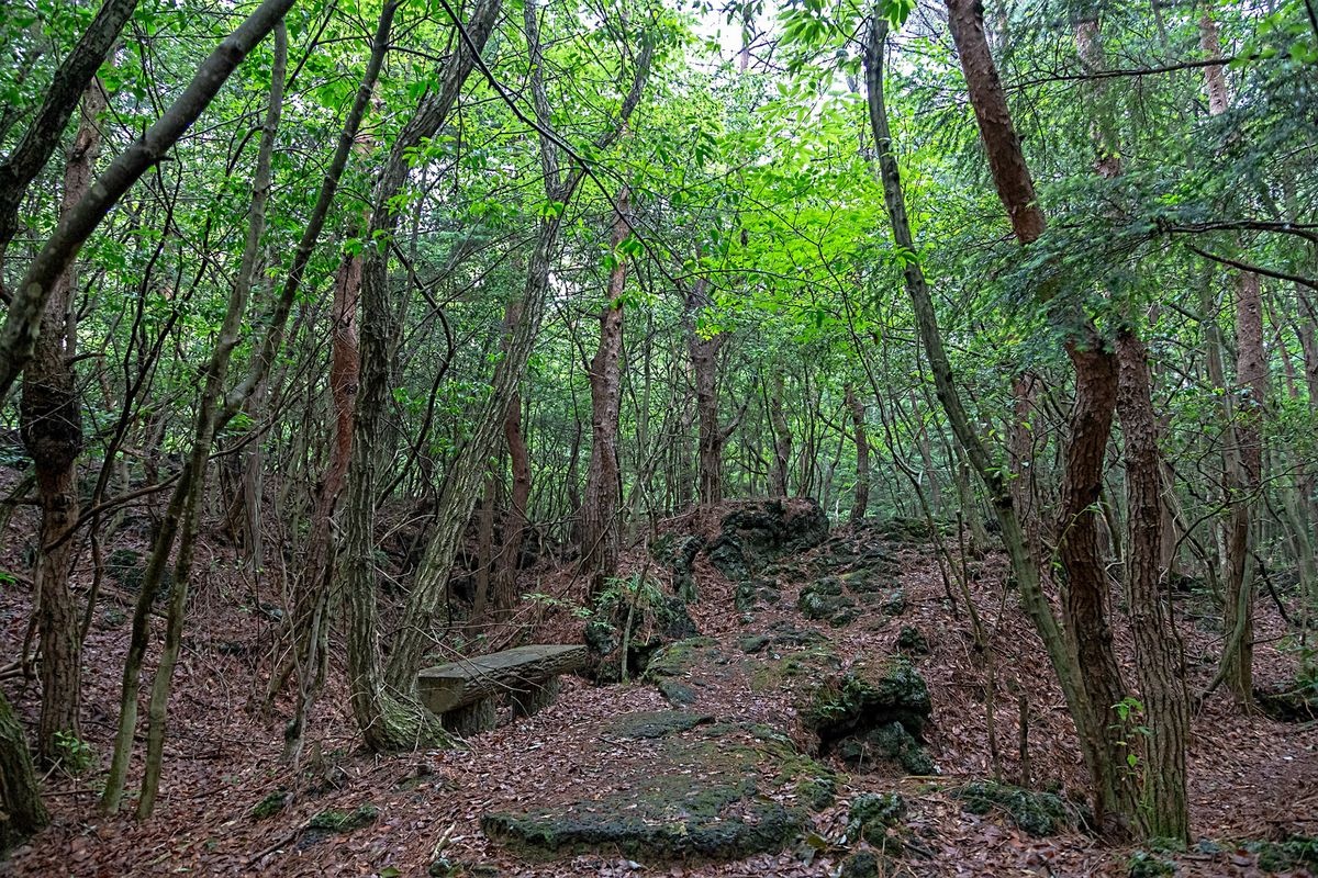 鳴沢熔岩樹型