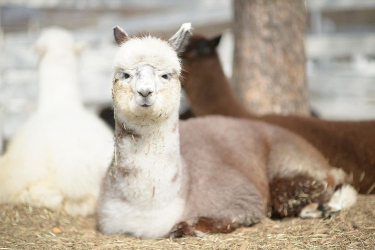那須動物王國 3