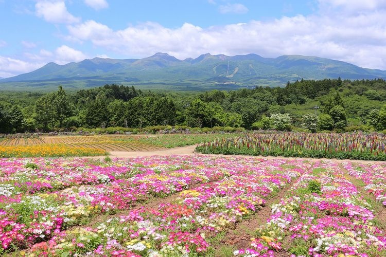 Nasu Flower World 2