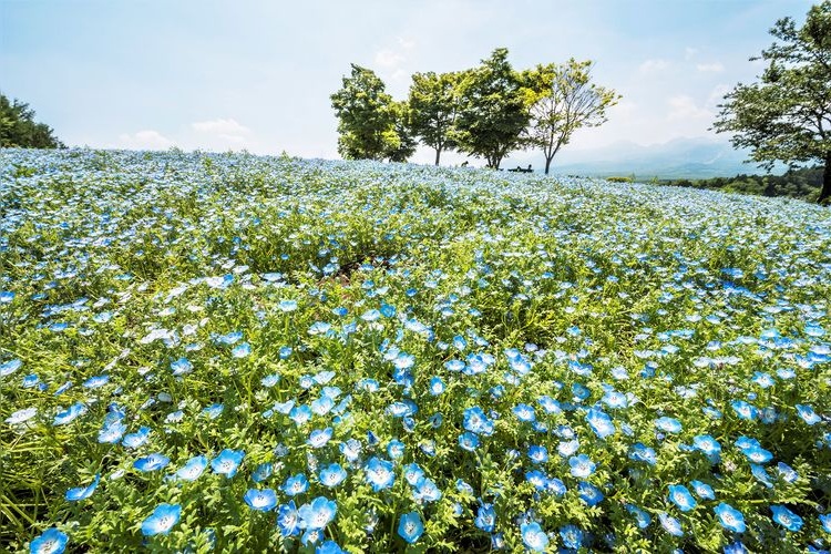 Nasu Flower World 3
