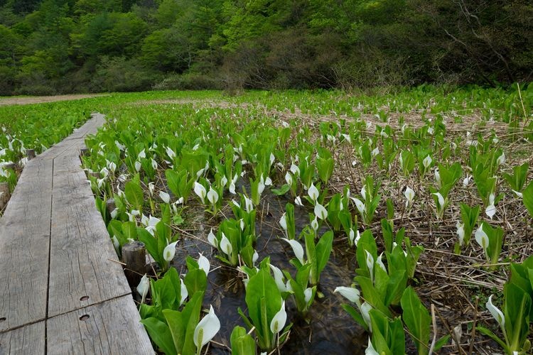 Nawagaike Pond