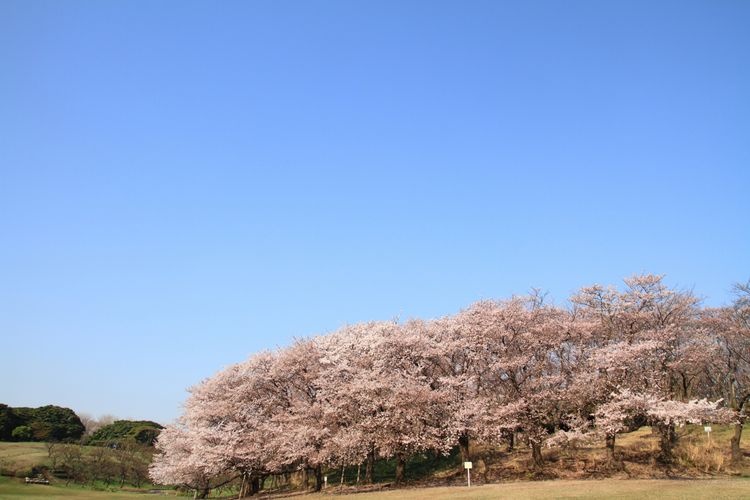 Parque Negishi Shinrin 2