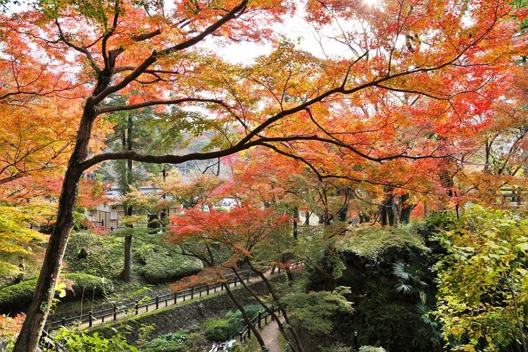 根来寺 (Negoro-ji) 3