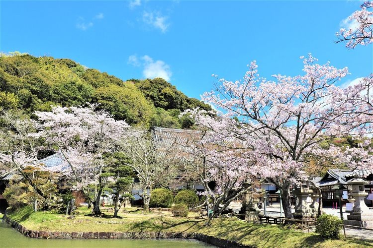 根来寺 (Negoro-ji) 6