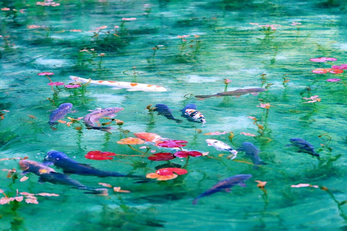 Nemichi Jinja (Estanque de Monet)
