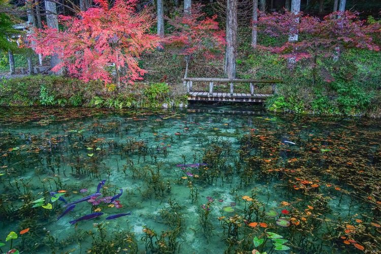 Nemichi Jinja (Estanque de Monet)