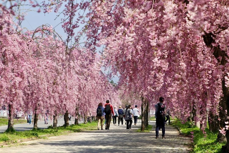 Nitchusen Shidare-zakura Sakura Trees