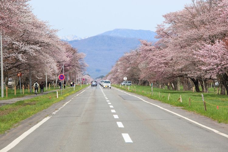 니칸도로 벚꽃 가로수길 (Nikan-do Road Sakura)