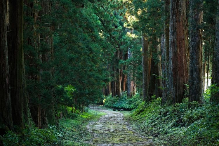 Nikko Sugi Namiki (Nikko Cedar Avenue)