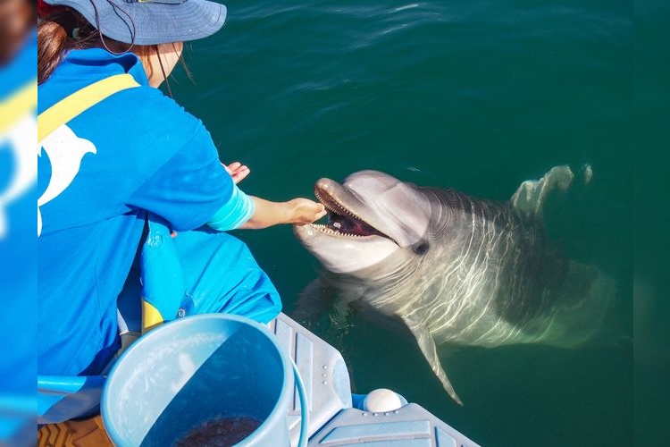 日本海豚中心 (Japan Dolphin Center)