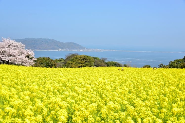 能古岛 (Nokonoshima) 4