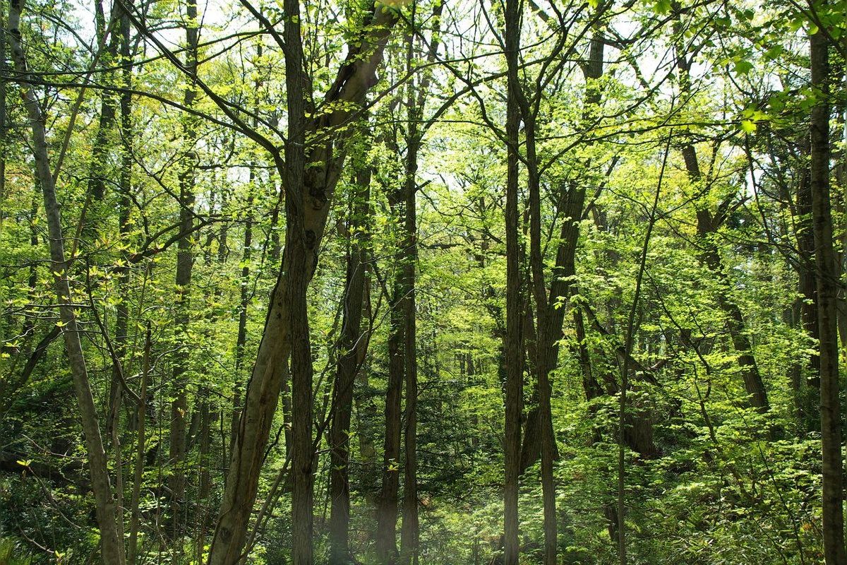 Nopporo Primeval Forest